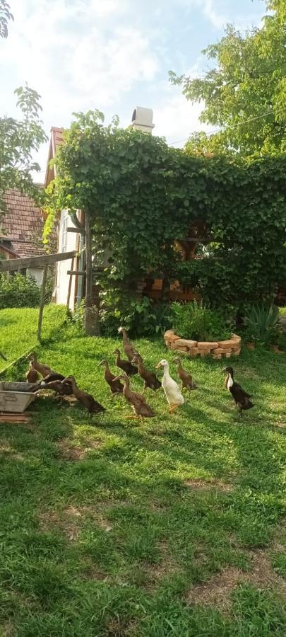 Miklos Lak Ocna de Sus Bagian luar foto
